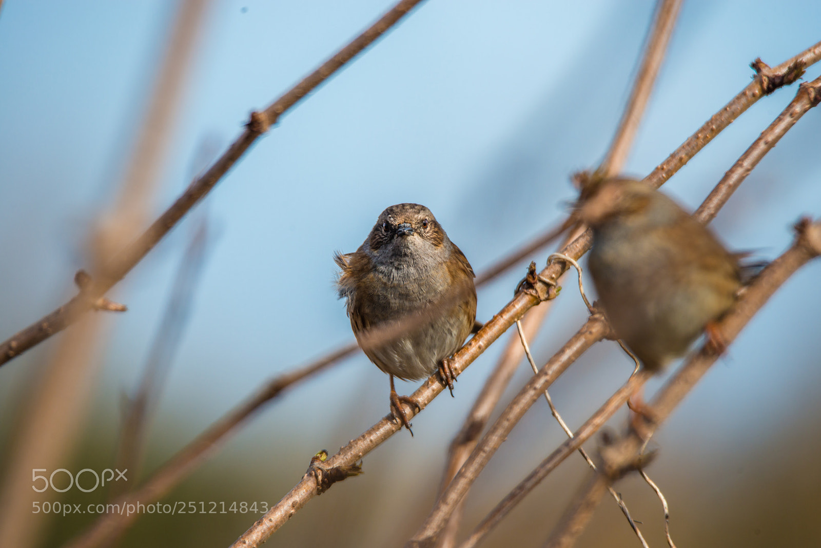 Nikon D800 sample photo. Angry bird photography