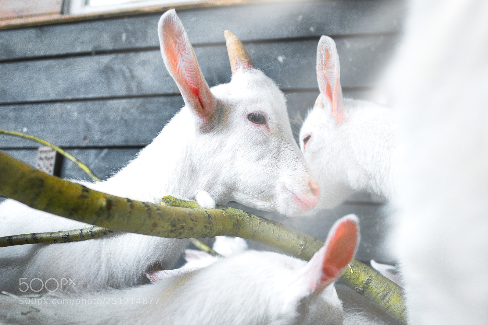 Sony a7R III sample photo. Goats 1 to 7 days old photography