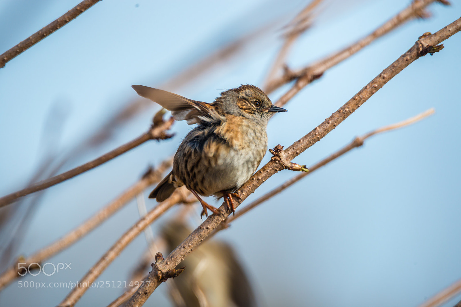 Nikon D800 sample photo. Fluffy bird photography