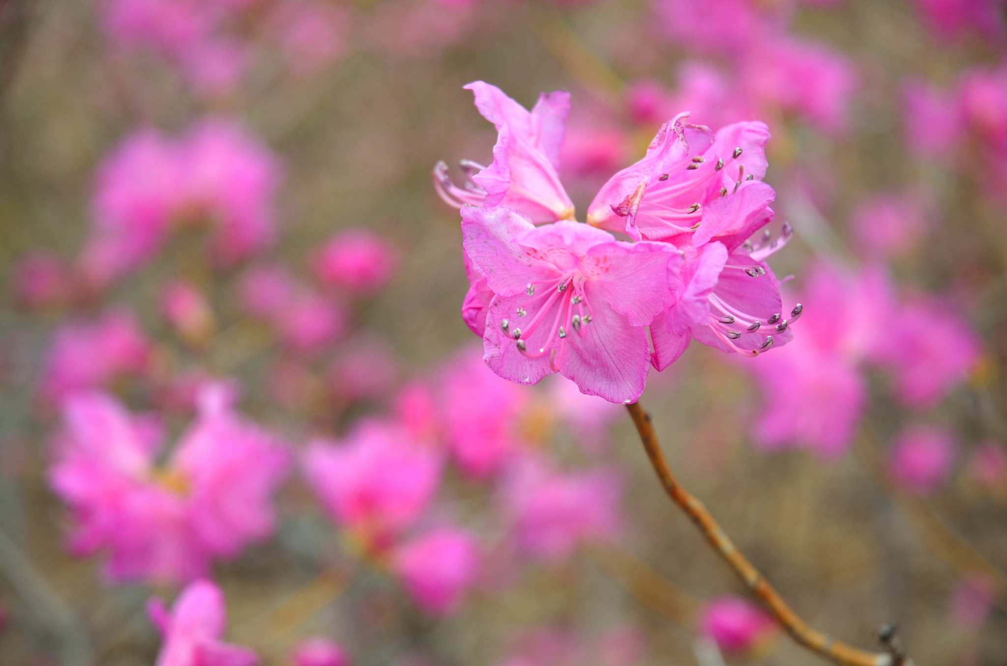 Nikon D5100 sample photo. Azalea in bloom photography