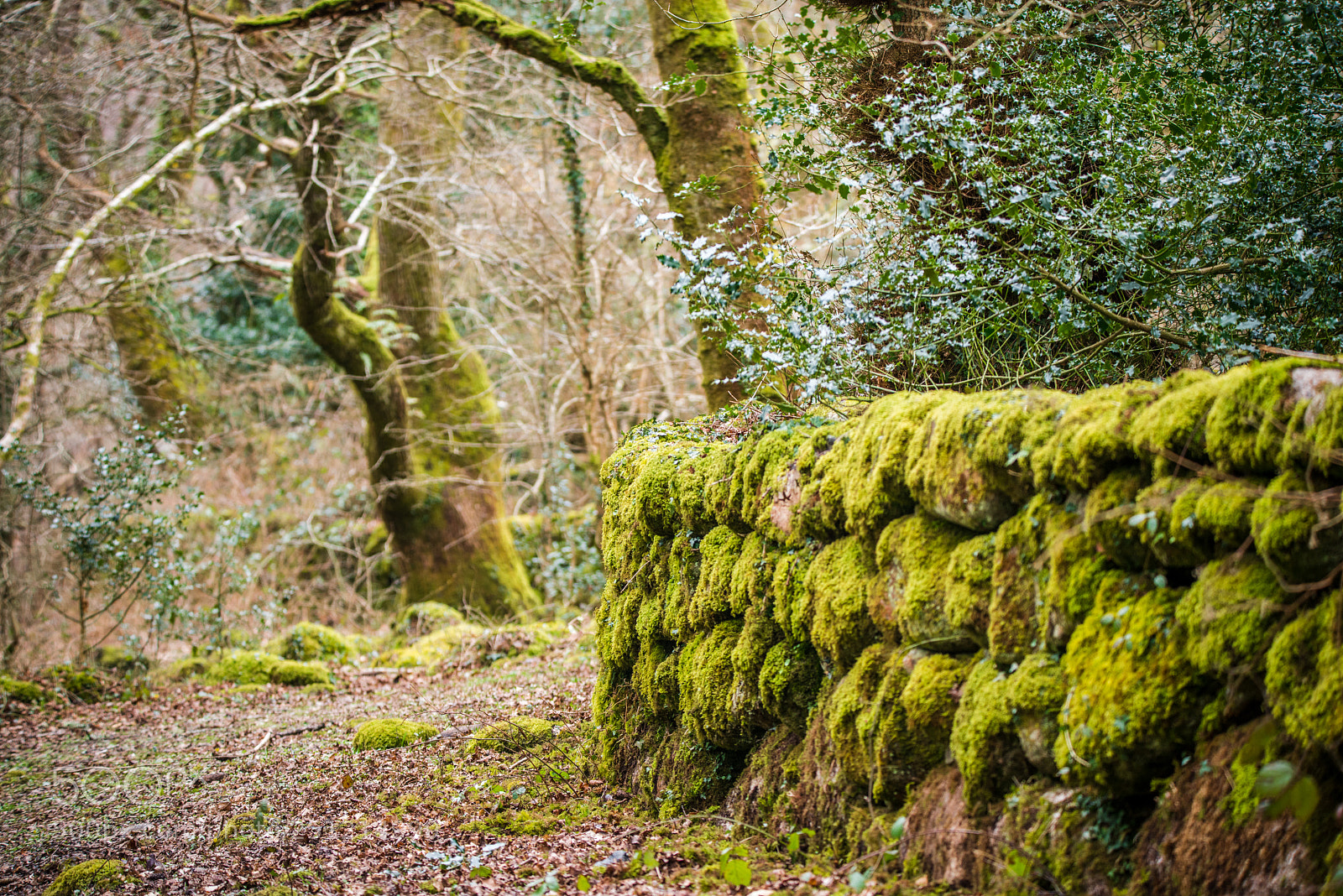 Nikon D800 sample photo. Dartmoor photography