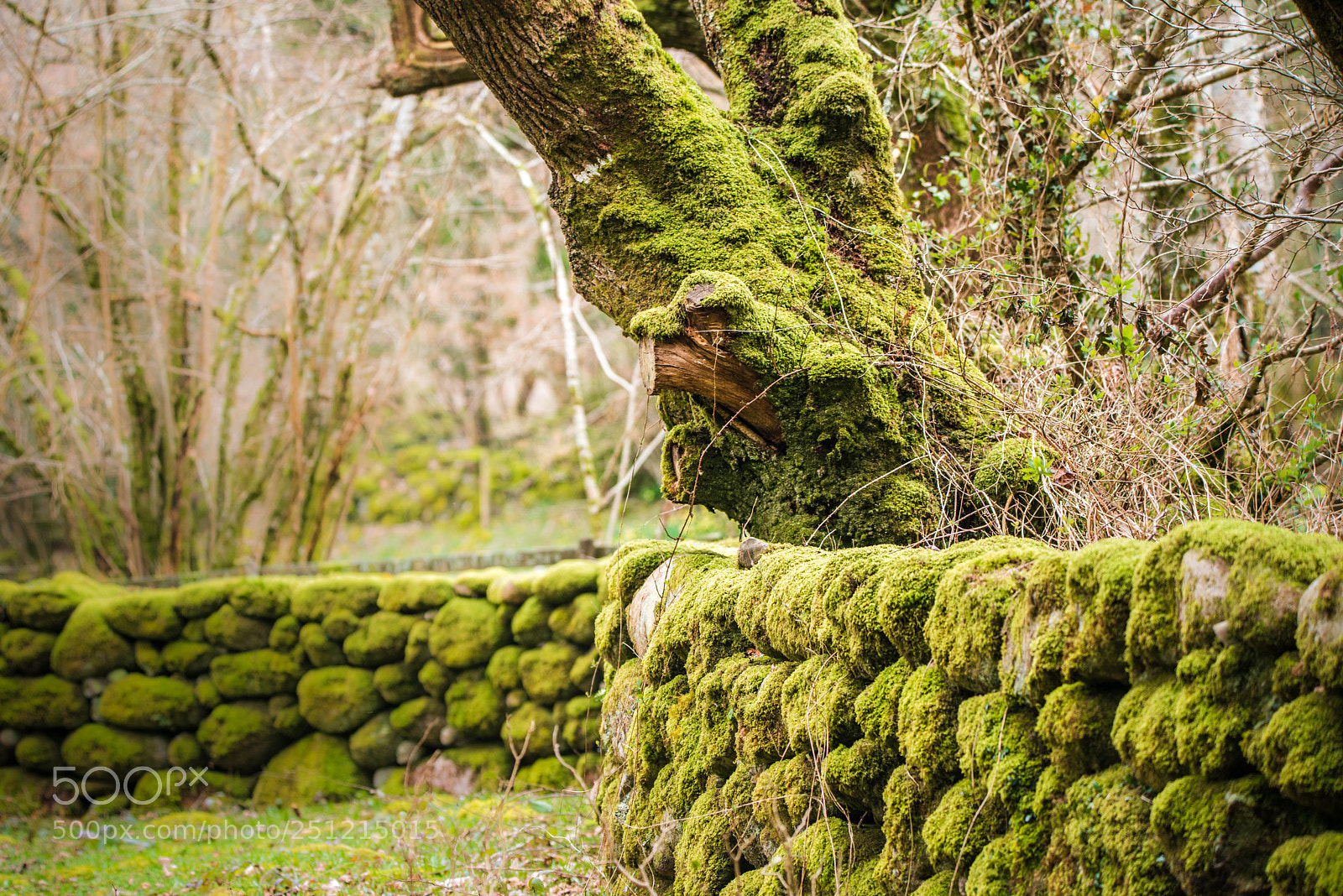 Nikon D800 sample photo. Dartmoor photography