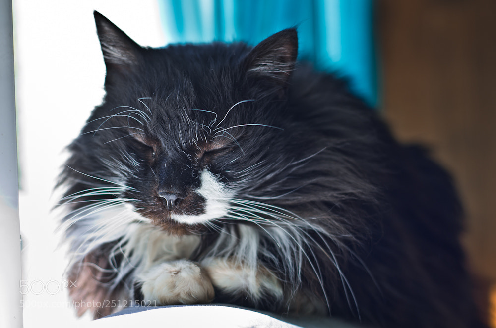 Nikon D7000 sample photo. It's nap time, again. photography