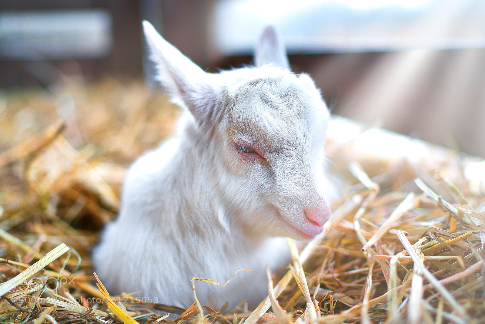 Sony a7R III sample photo. Goats 1 to 7 days old photography