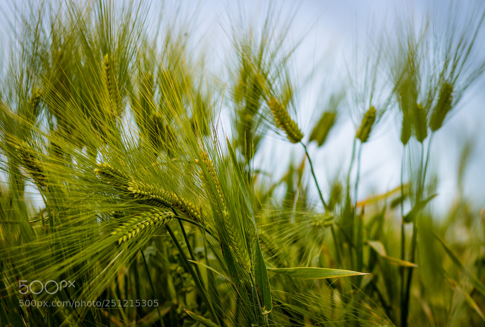 Canon EOS 7D Mark II sample photo. Humble photography