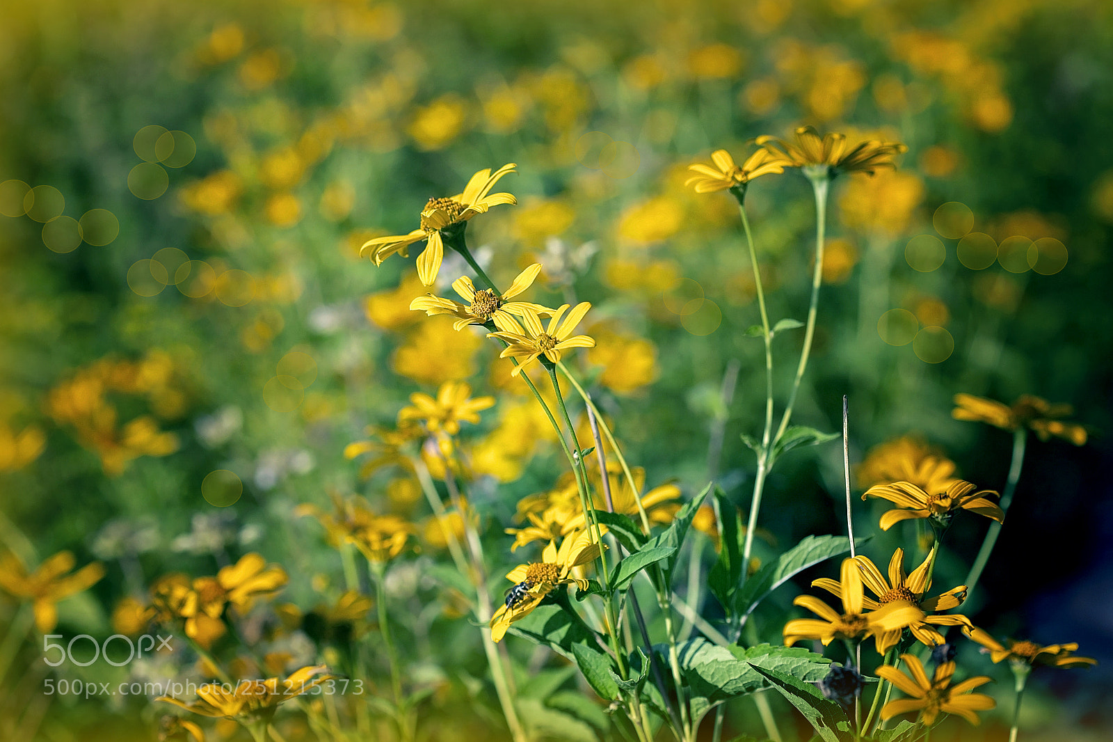 Canon EOS 5D Mark II sample photo. Img photography