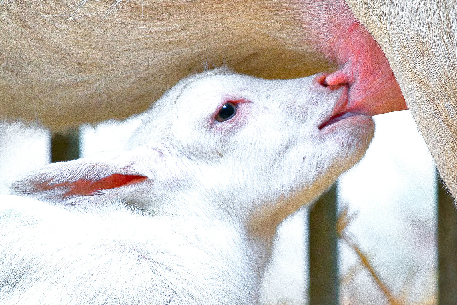 Sony a7R III sample photo. Goats the little ones photography