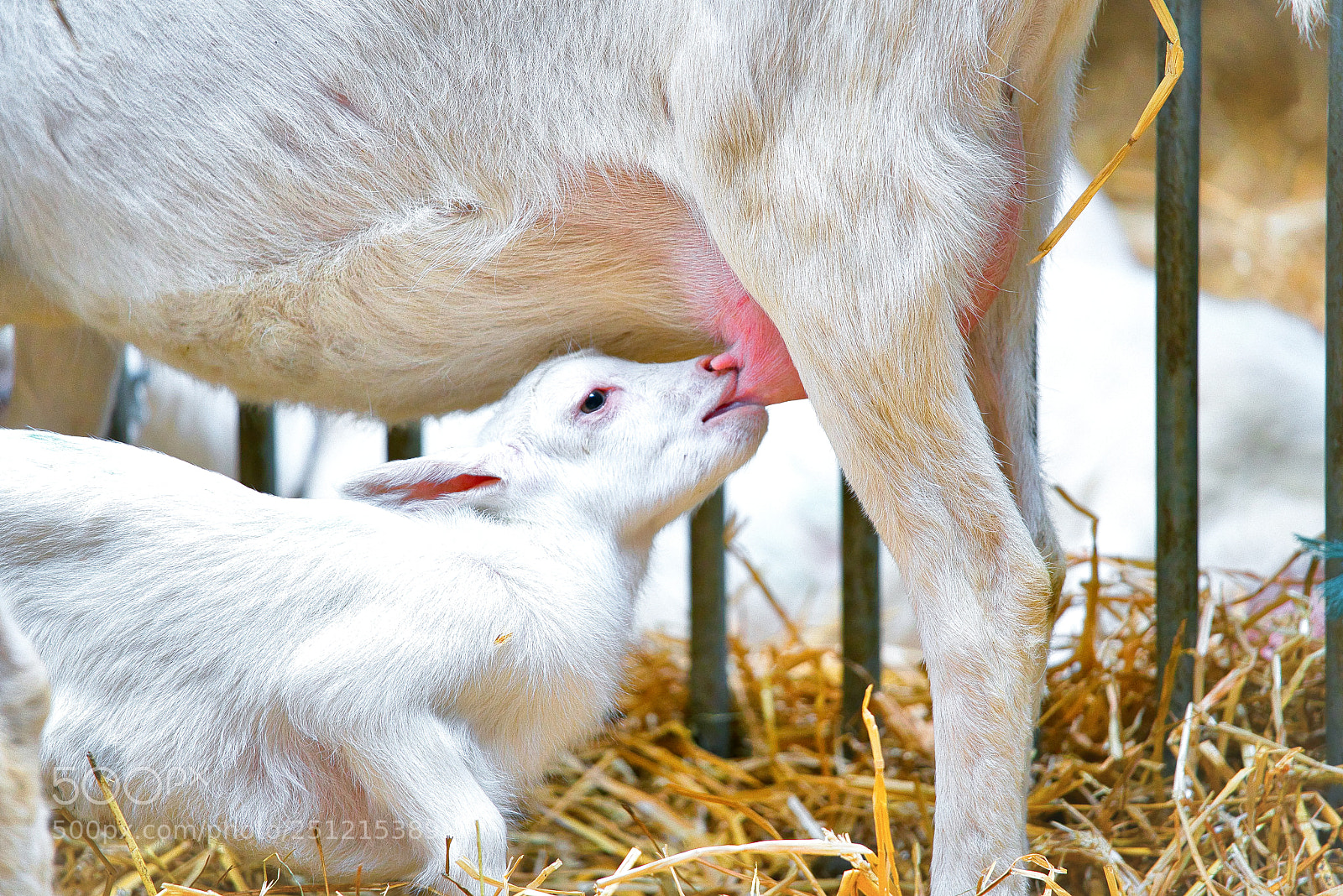 Sony a7R III sample photo. Goats the little ones photography