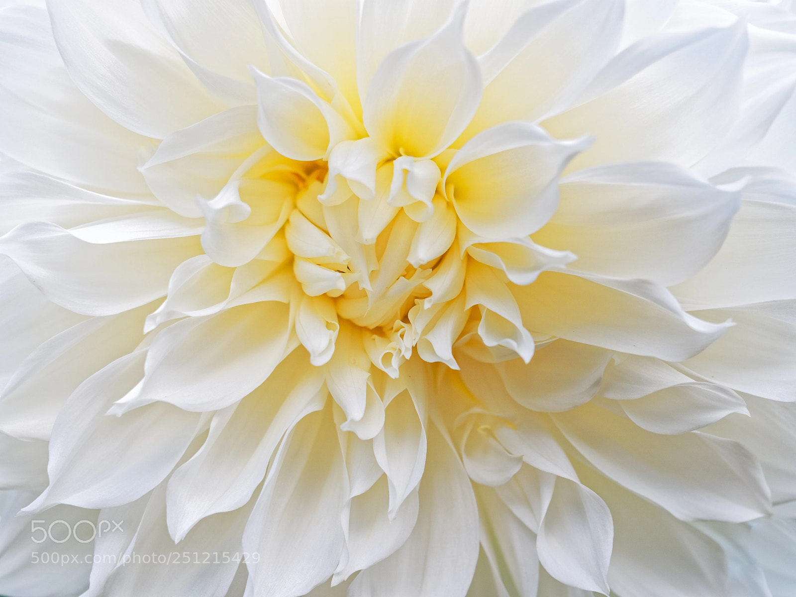 Olympus OM-D E-M5 II sample photo. White flower photography