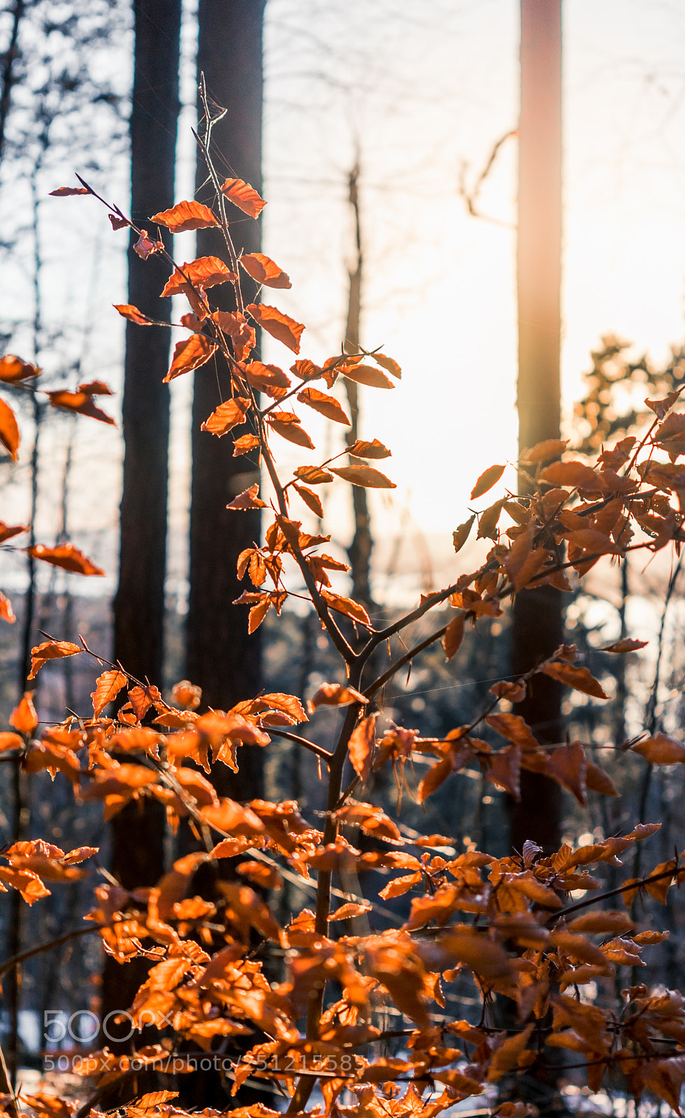 Sony a7 sample photo. Blazing orange photography