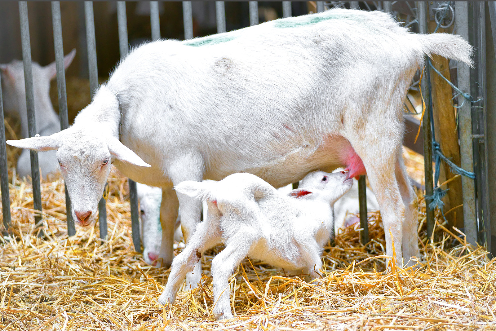 Sony a7R III sample photo. Goats the little ones photography