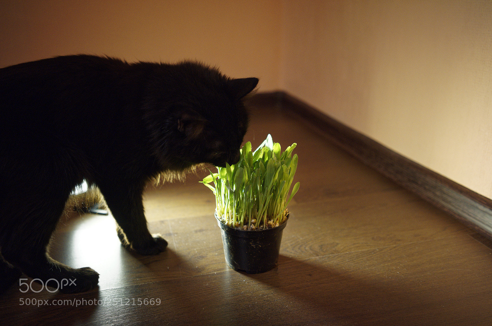 Sony a7R sample photo. Dxo photography