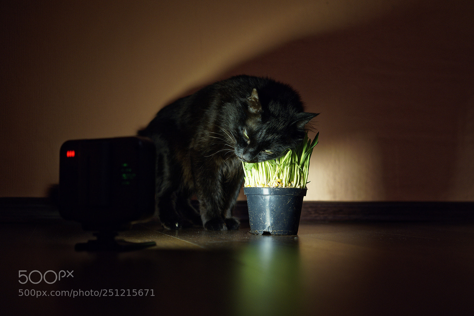 Sony a7R sample photo. Dxo photography