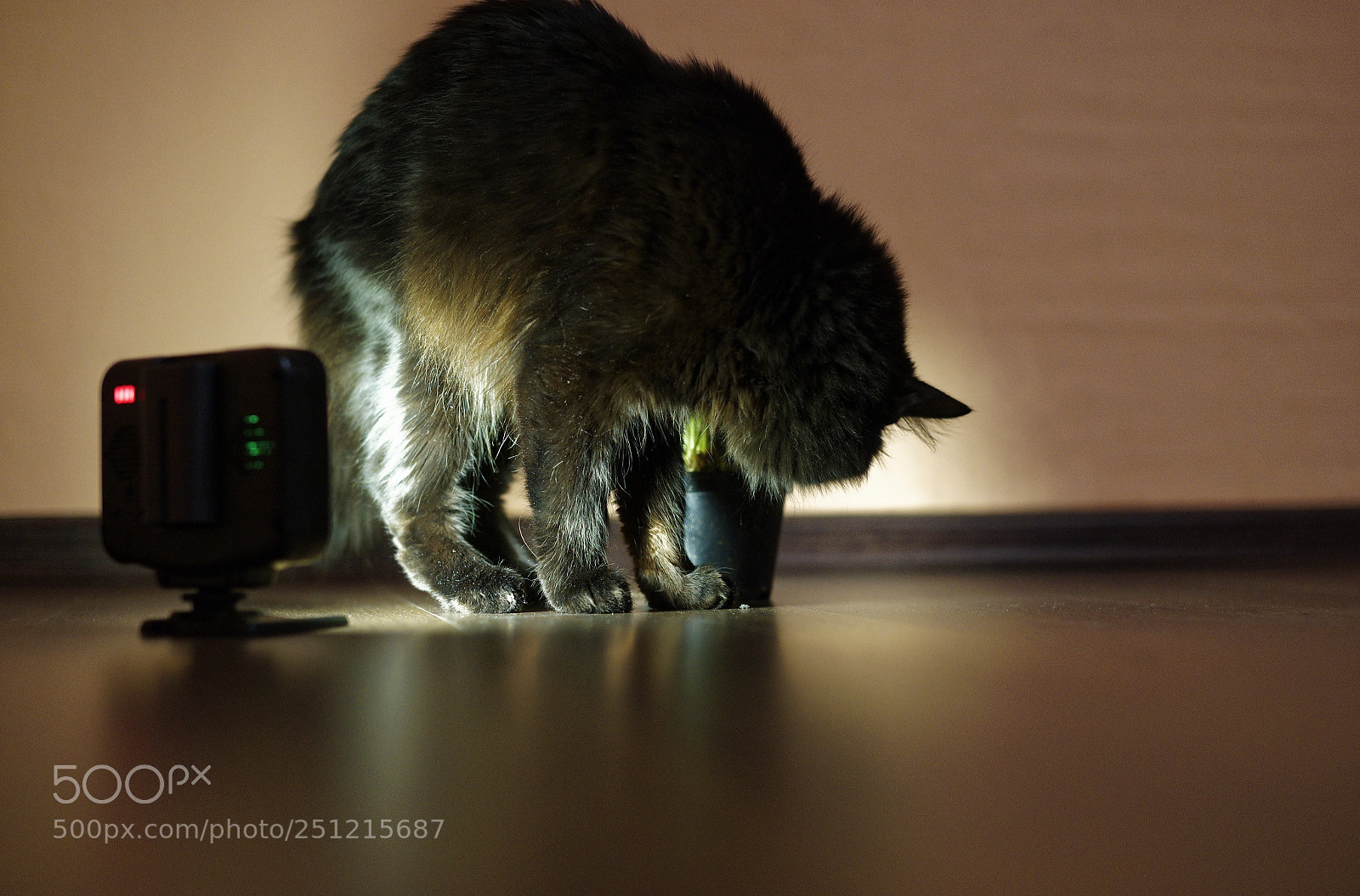 Sony a99 II sample photo. Dxo photography