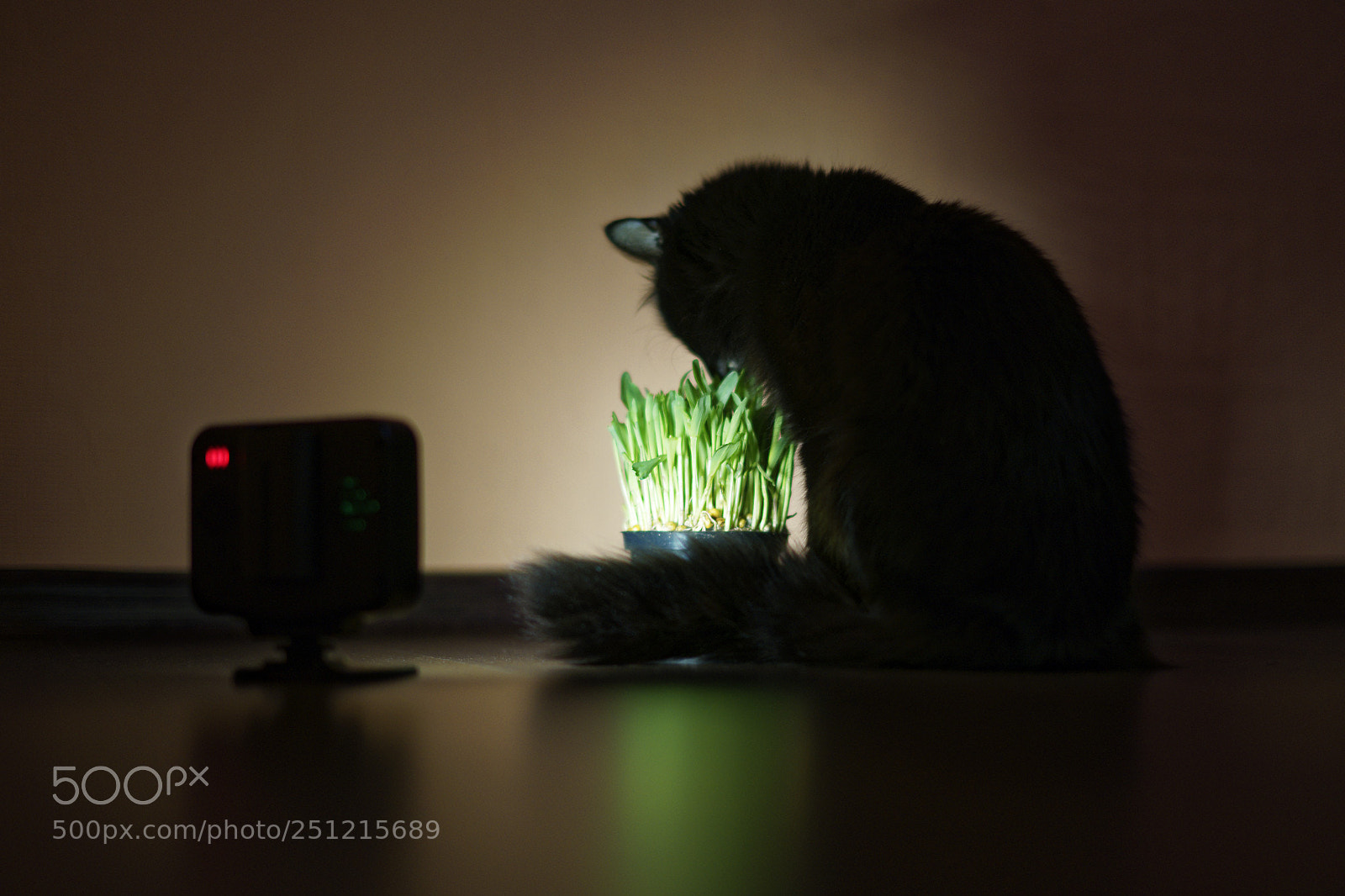 Sony a99 II sample photo. Dxo photography