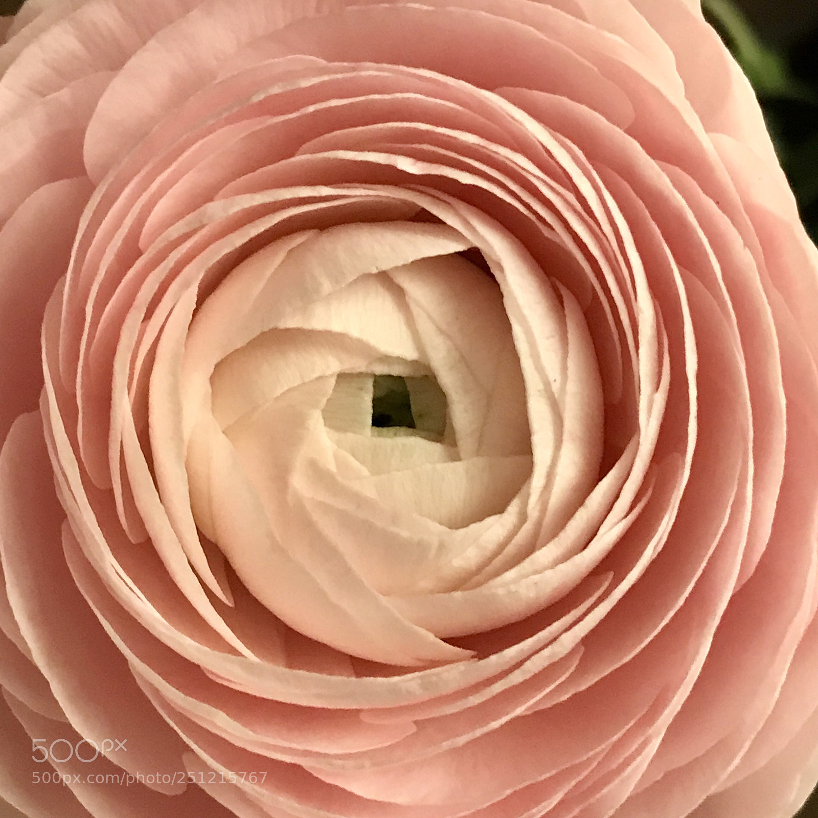 Apple iPhone 7 sample photo. Rosé buttercups photography