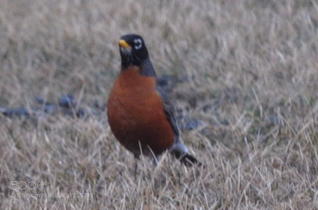 Nikon D5000 sample photo. Home building robin photography