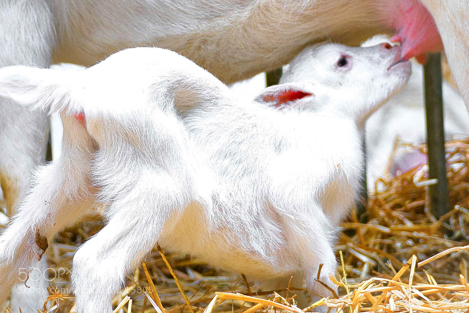Sony a7R III sample photo. Goats the little ones photography