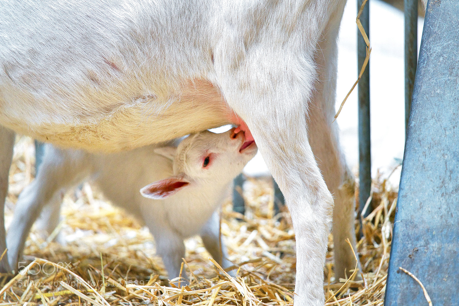 Sony a7R III sample photo. Goats the little ones photography