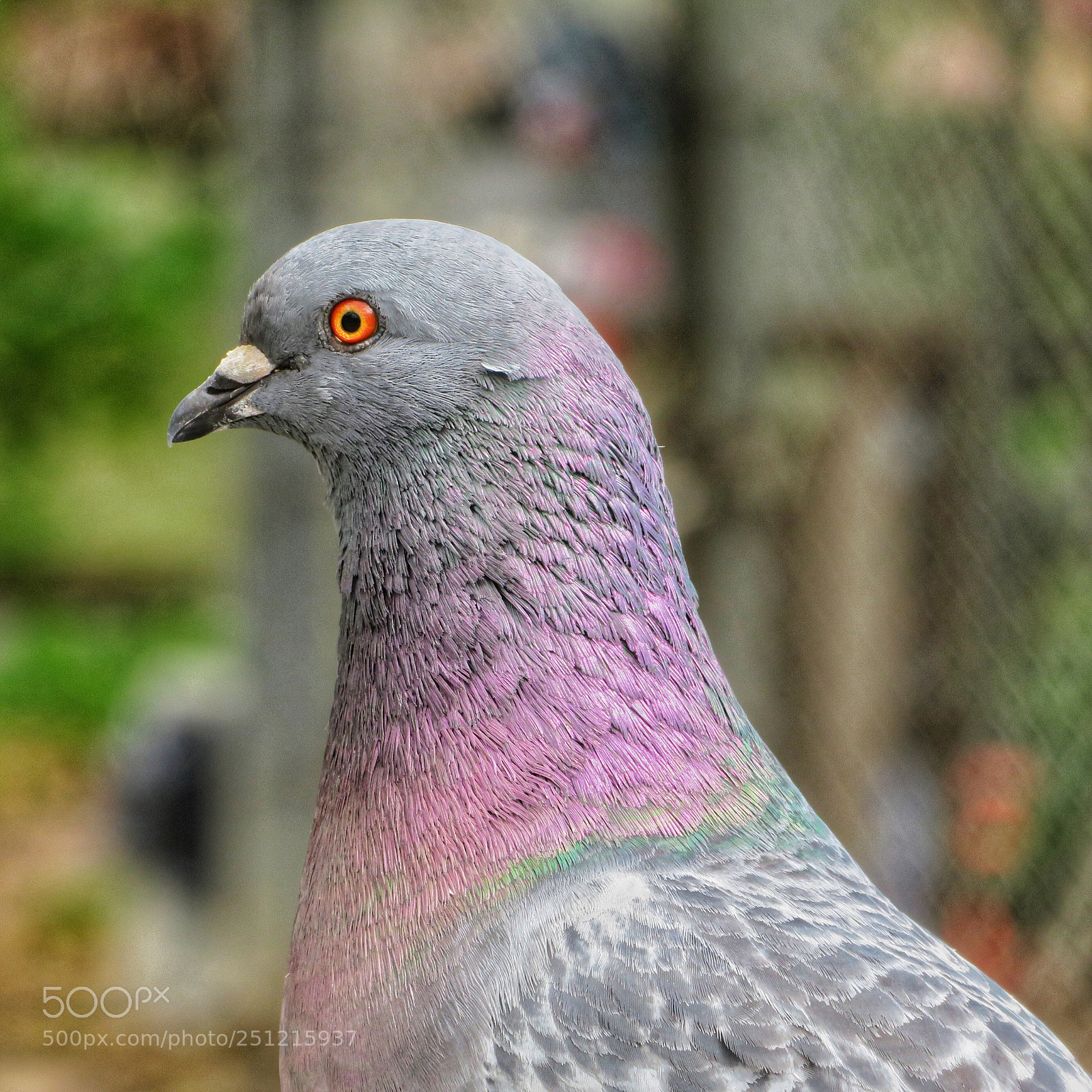 Canon PowerShot SX720 HS sample photo. Lady rock pigeon  photography