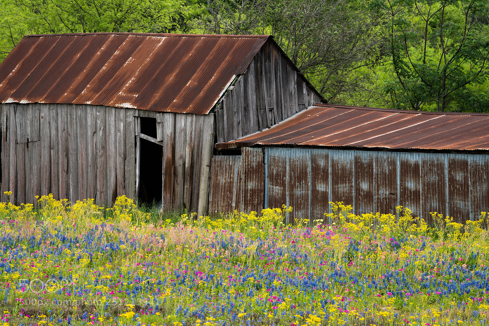 Sony a7R III sample photo. Barn and wildflowers photography