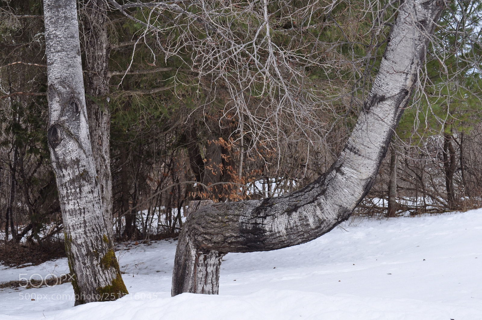 Nikon D5000 sample photo. Tree knee photography