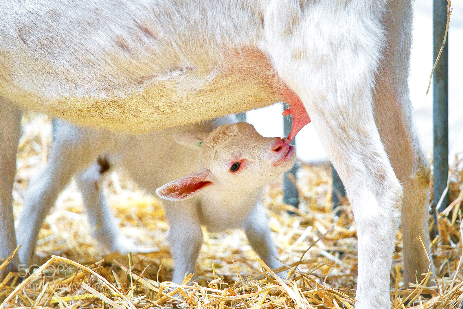 Sony a7R III sample photo. Goats the little ones photography