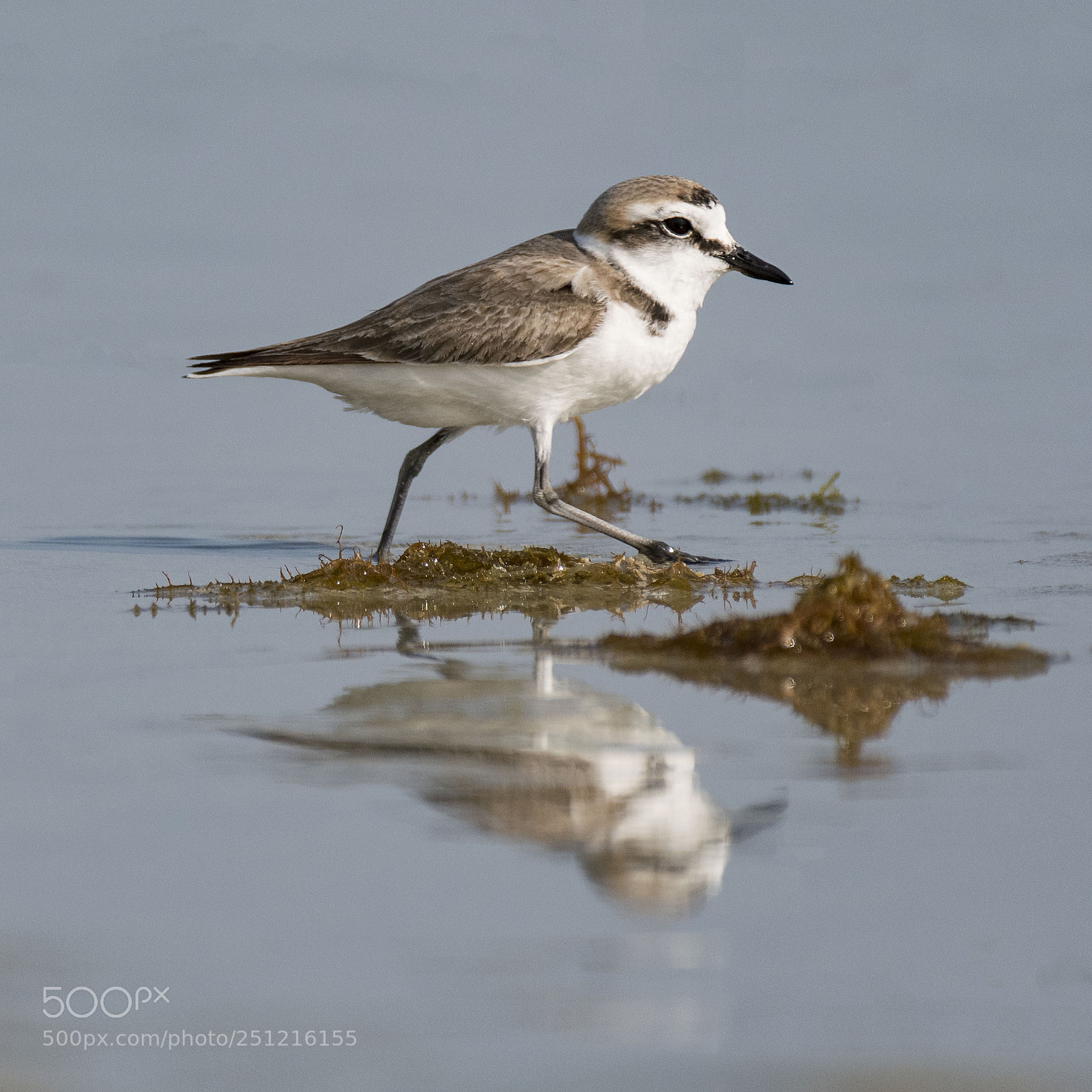 Nikon D500 sample photo. Kentish plover photography