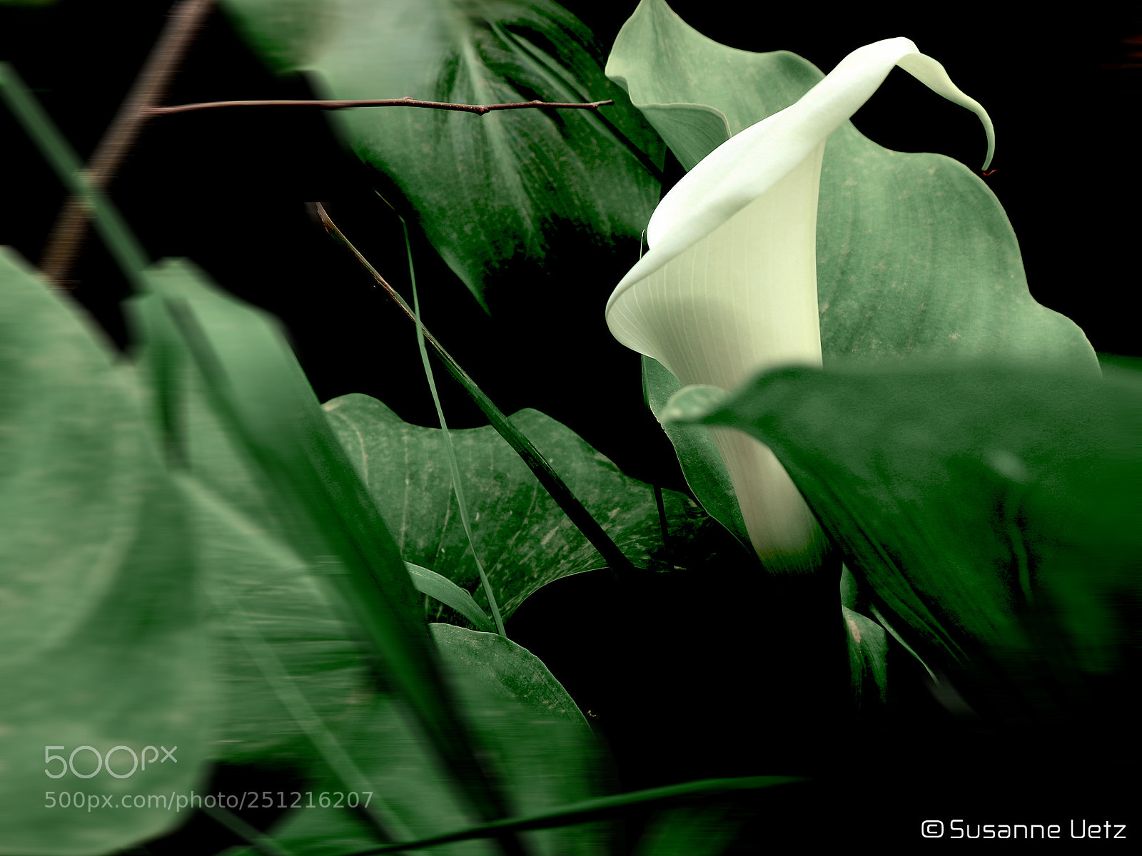 Canon EOS M10 sample photo. Natural beauty photography