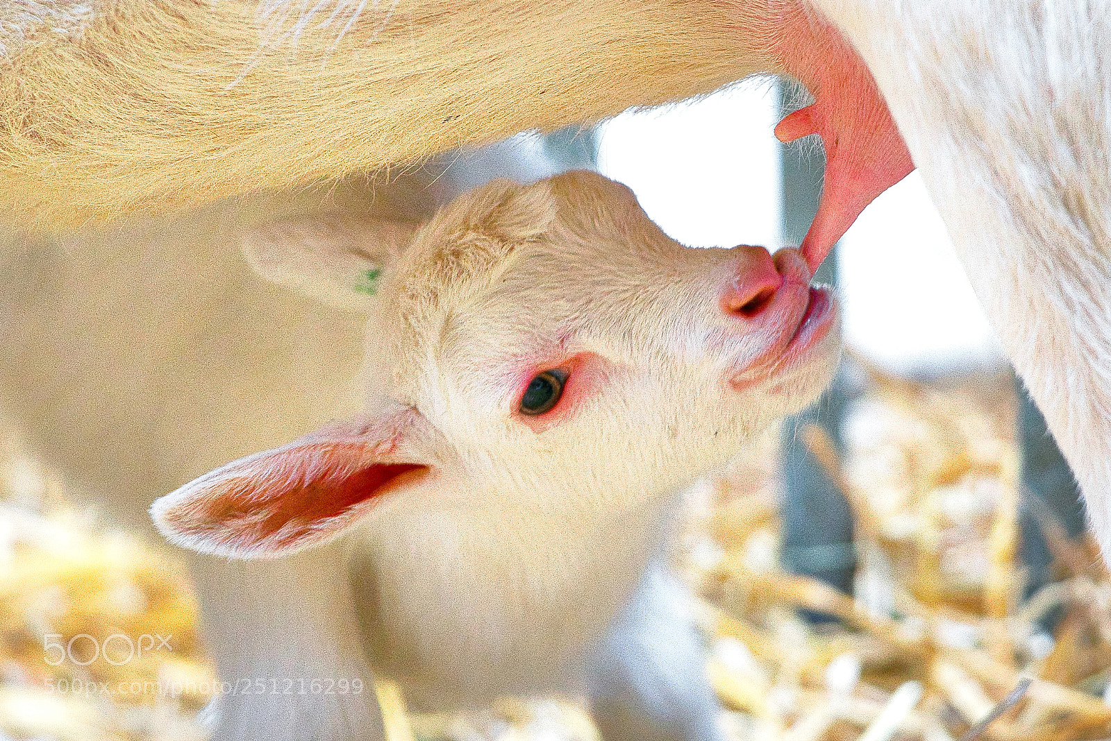 Sony a7R III sample photo. Goats the little ones photography