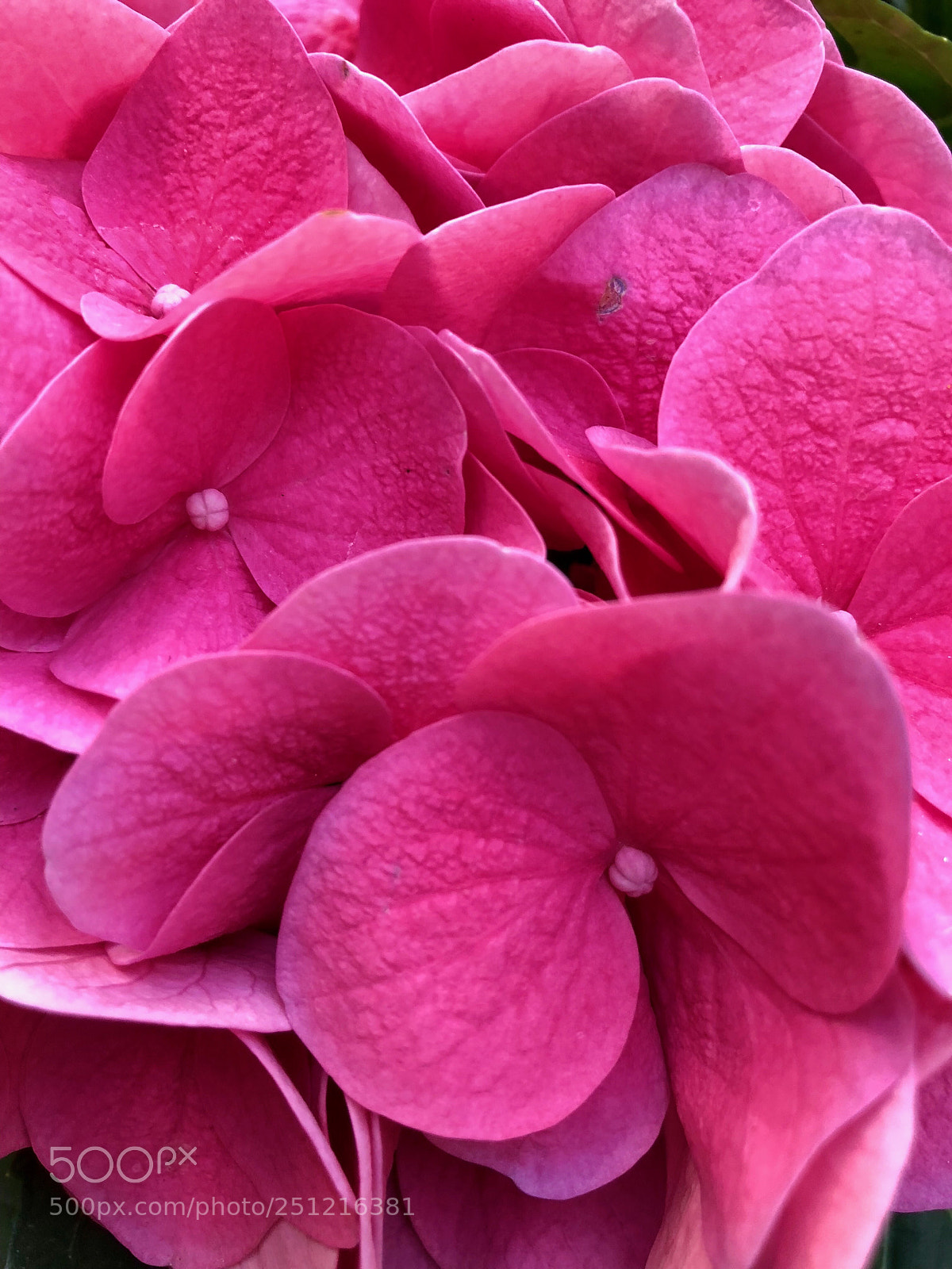 Apple iPhone 8 Plus sample photo. Pink explosion photography