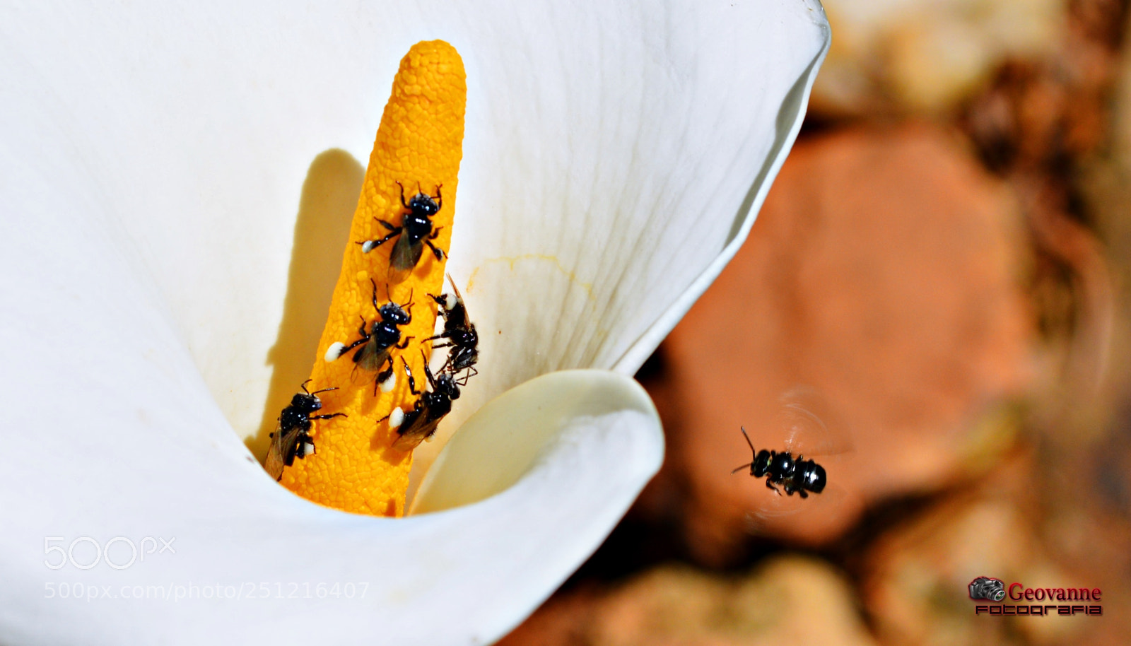 Nikon D5200 sample photo. Dsc photography