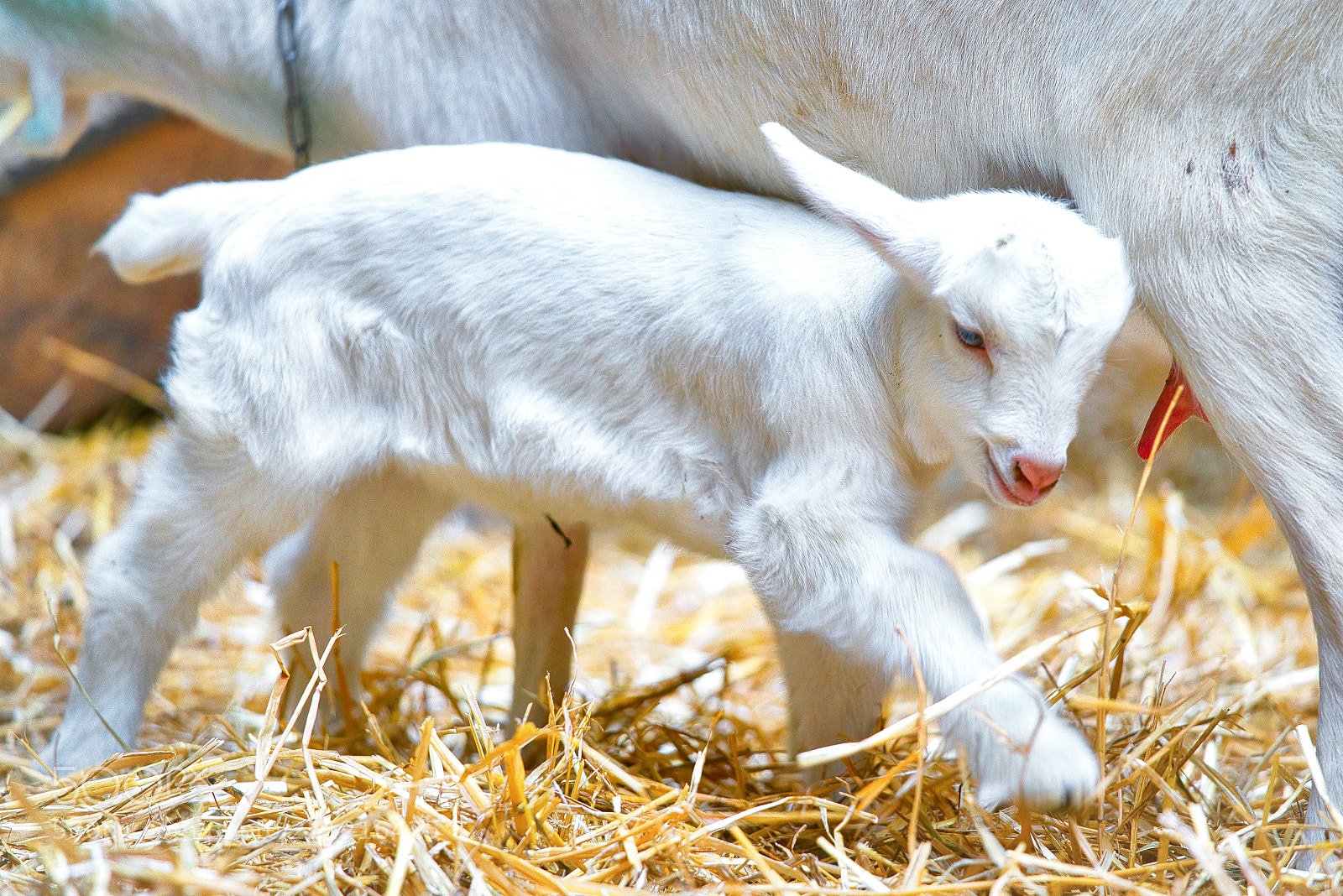Sony a7R III sample photo. Goats the little ones photography