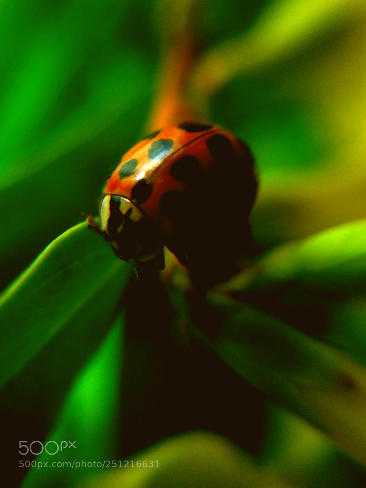 Samsung Galaxy S7 Edge sample photo. Lady bug on jasmines photography
