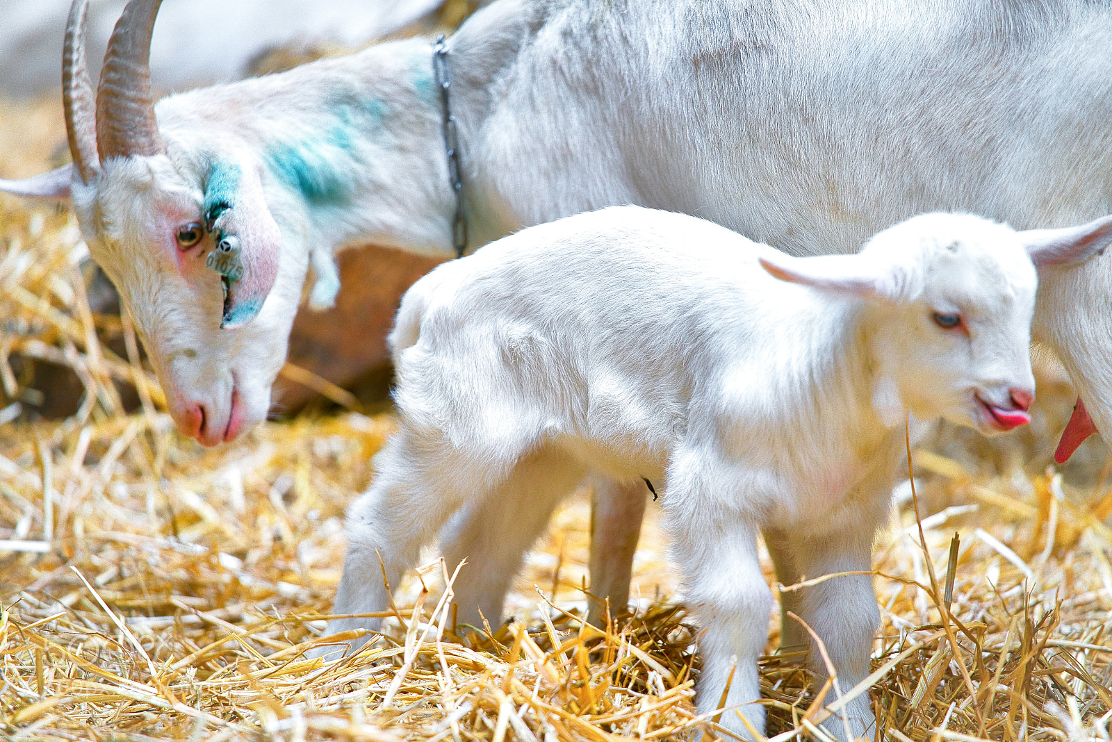 Sony a7R III sample photo. Goats the little ones photography