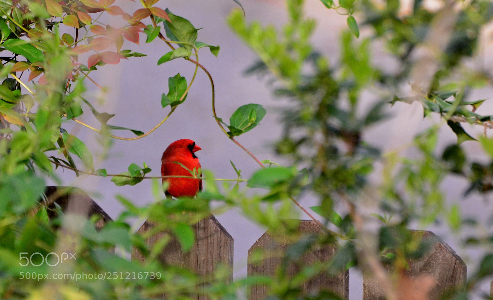 Nikon D7000 sample photo. On the fence photography