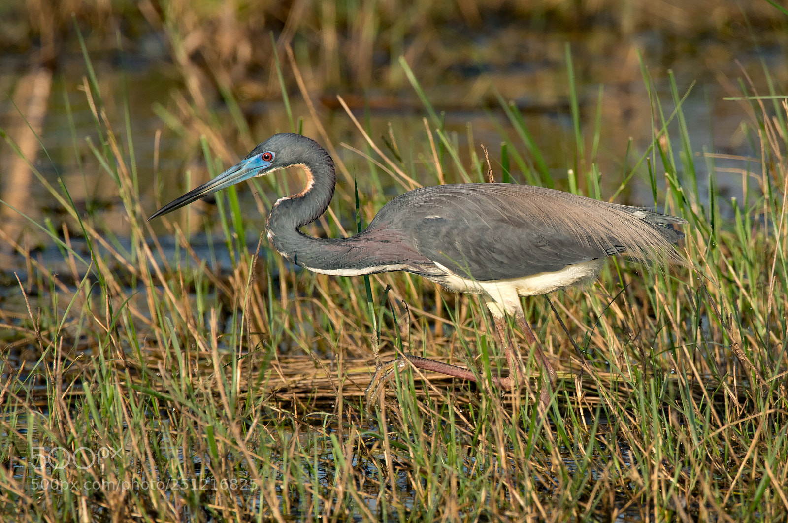 Sony a7R II sample photo. Tricolored heron photography
