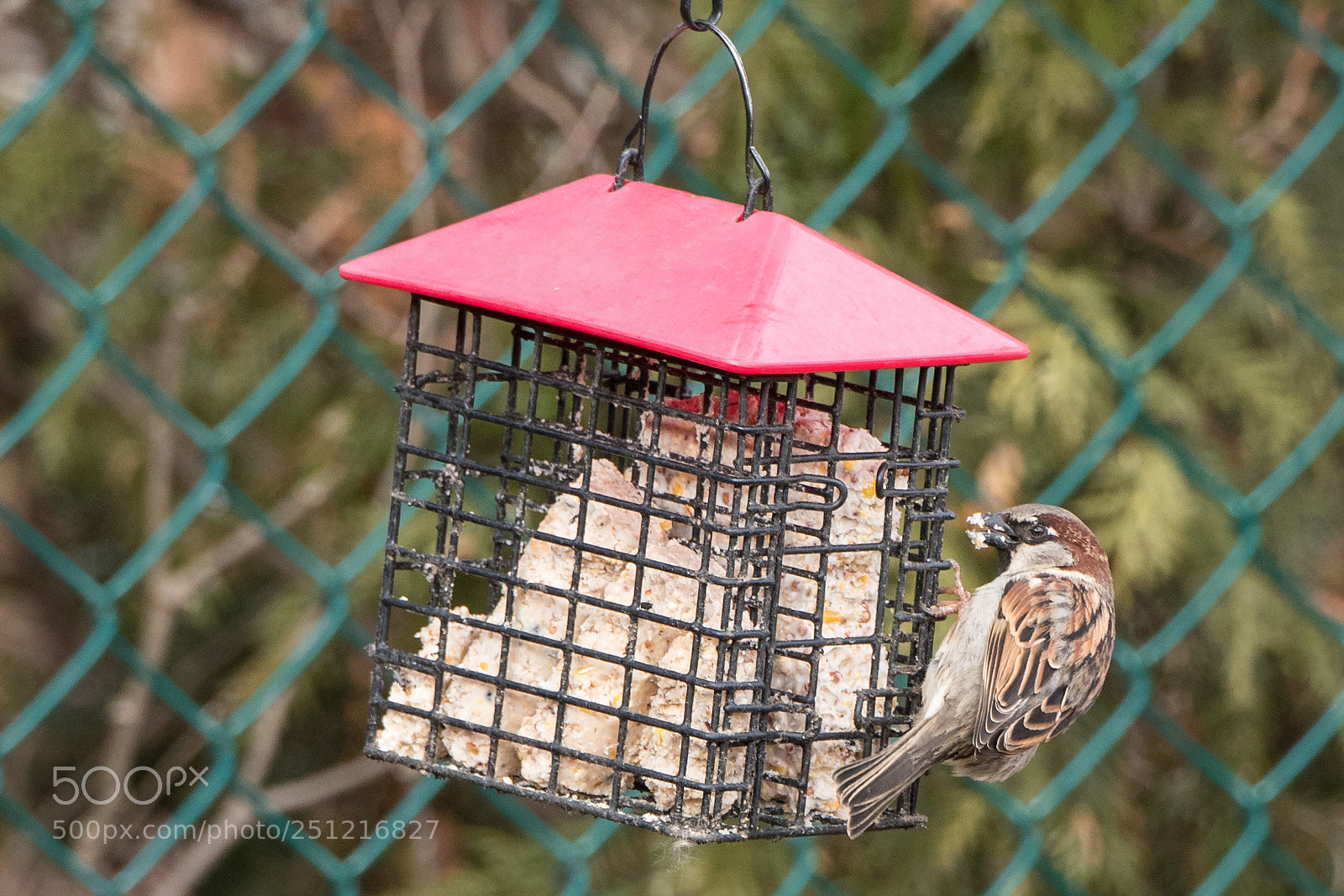 Nikon D500 sample photo. House sparrow photography