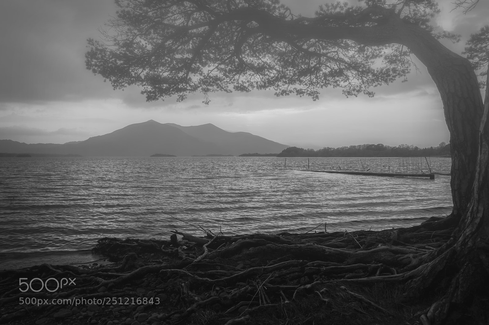 Nikon D3100 sample photo. Dark tree photography