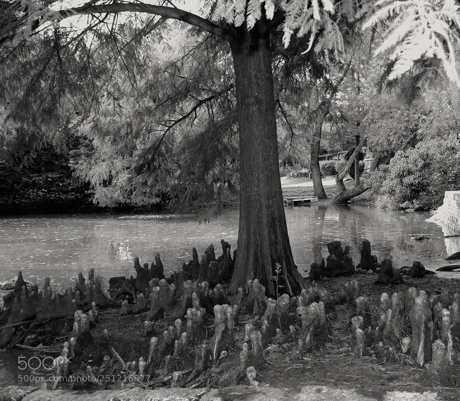 Canon EOS 60D sample photo. Black white photography