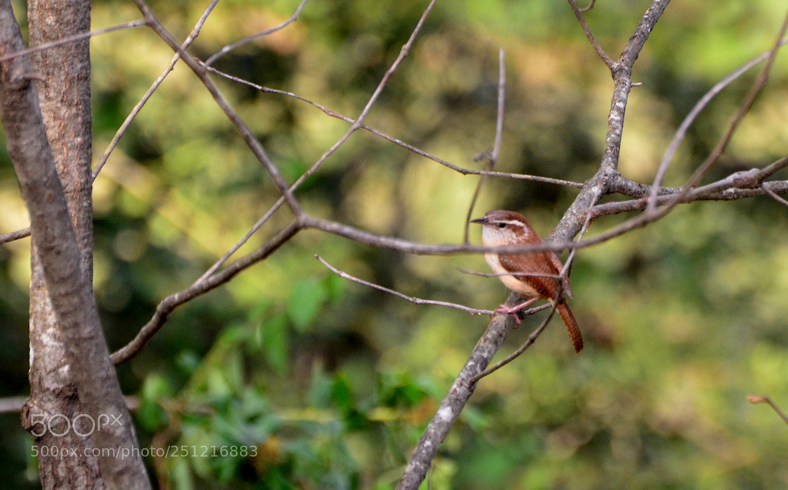 Nikon D7000 sample photo. In a tree 3 photography