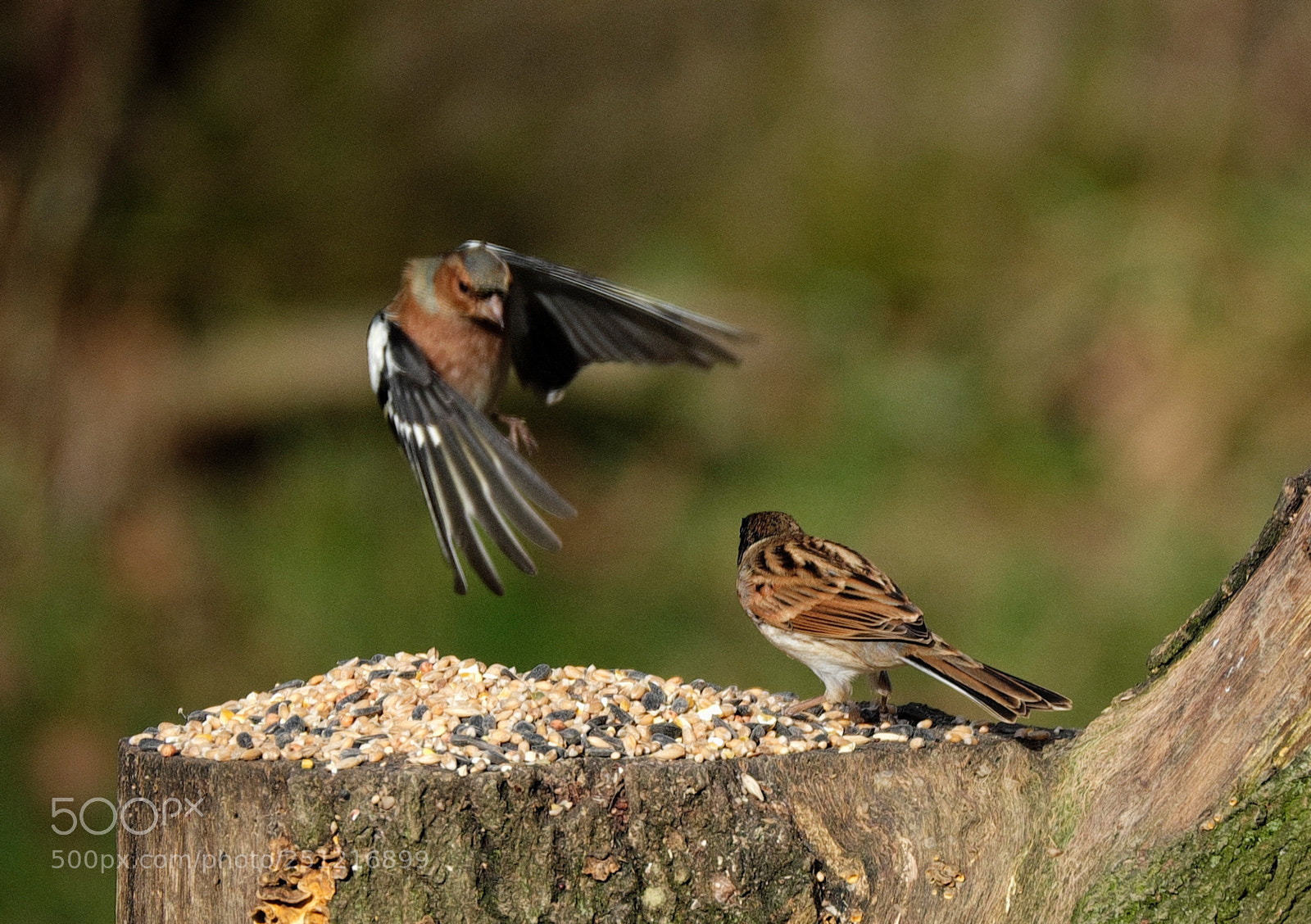 Fujifilm X-T1 sample photo. Reed bunting vs chaffinch photography