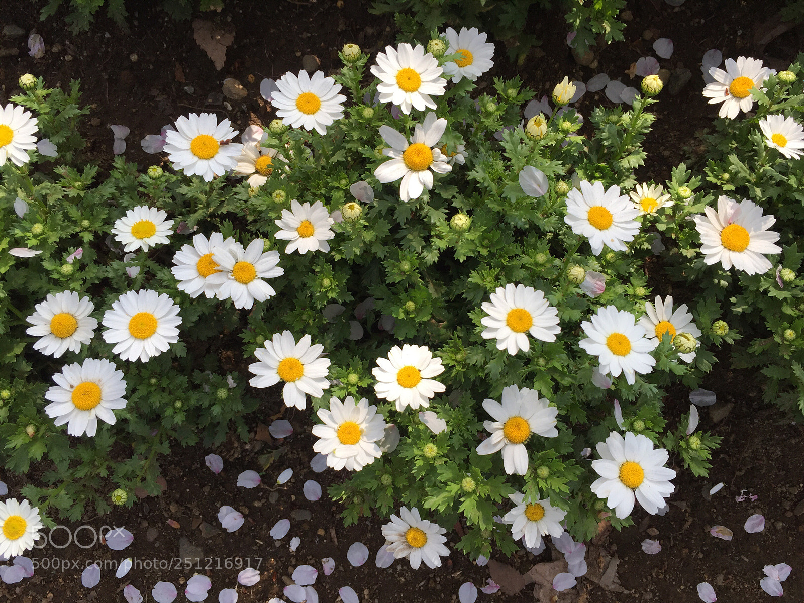 Apple iPhone 6 sample photo. Untitled photography