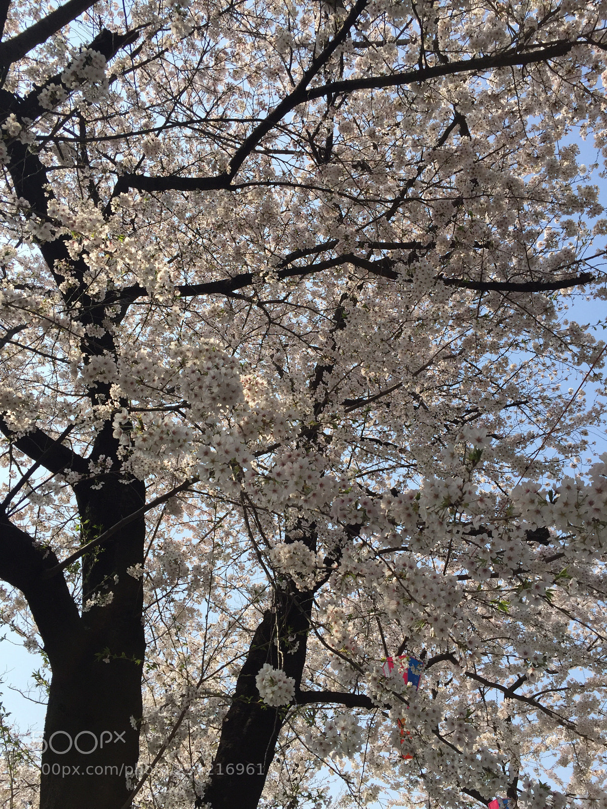 Apple iPhone 6 sample photo. Untitled photography