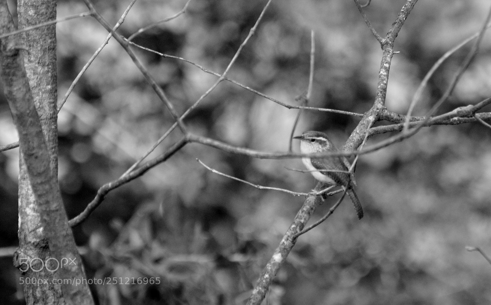 Nikon D7000 sample photo. In a tree 3 photography