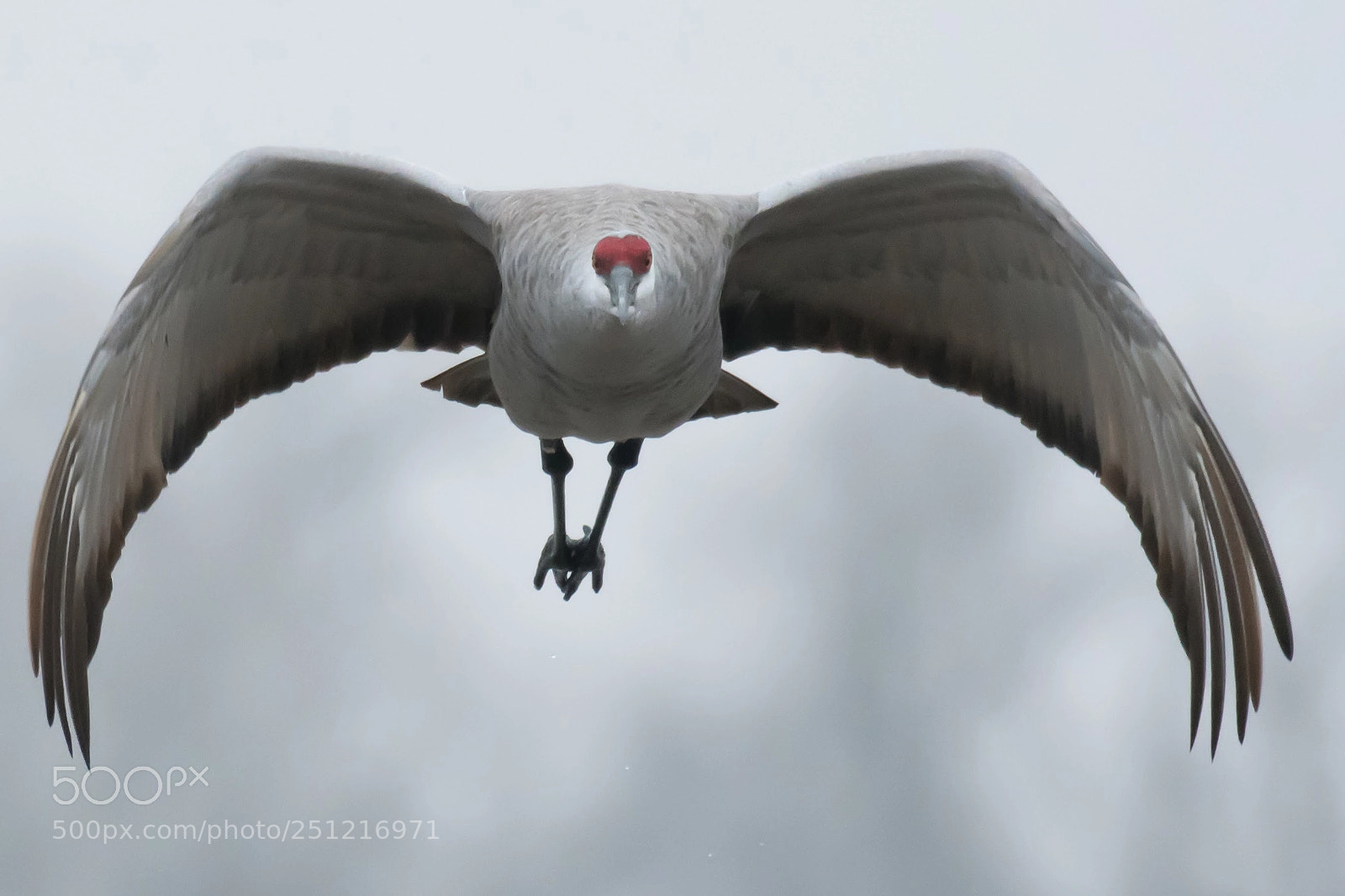 Nikon D500 sample photo. A sandhill crane approaches photography