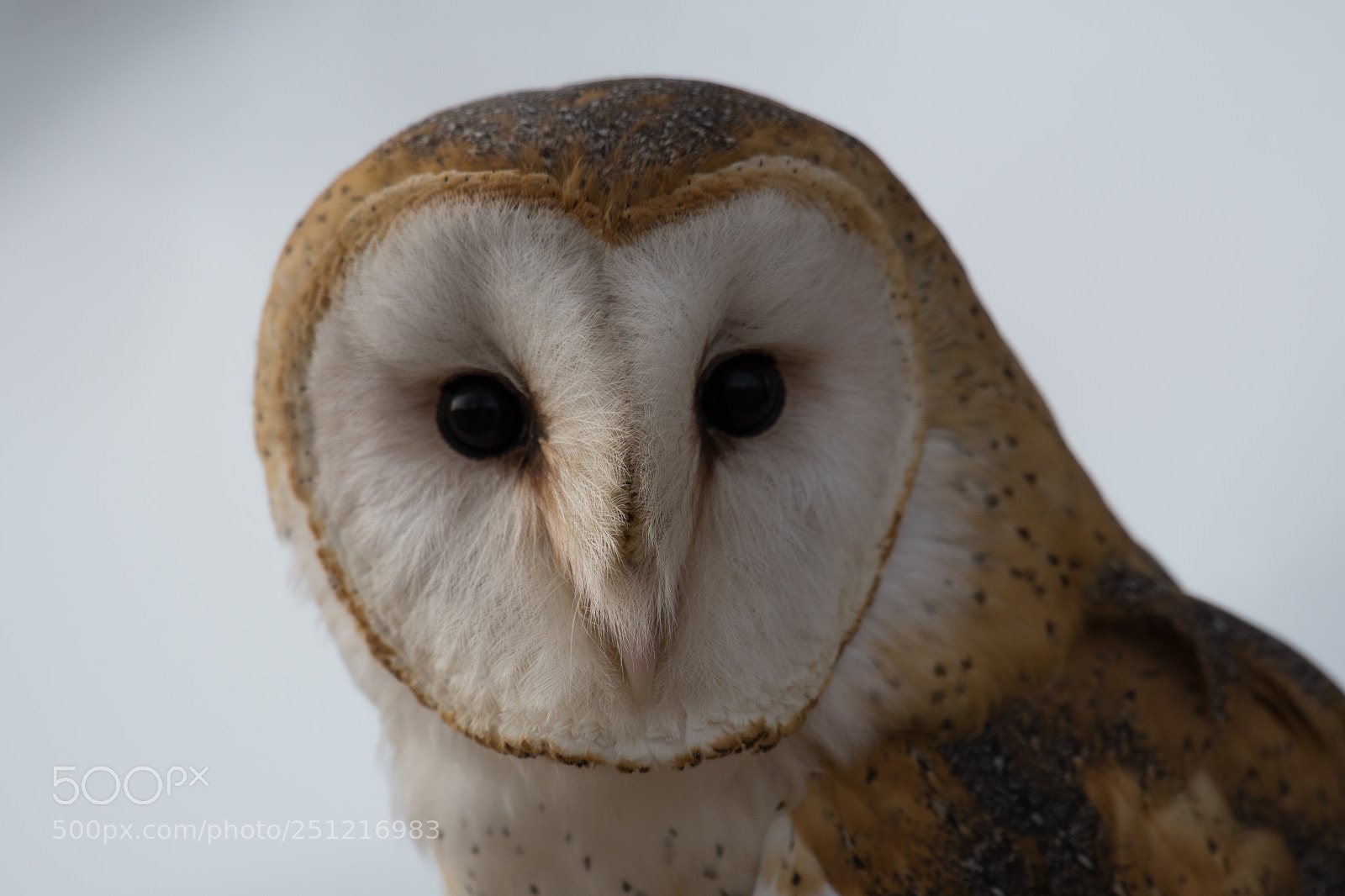 Nikon D500 sample photo. Barn owl portrait photography