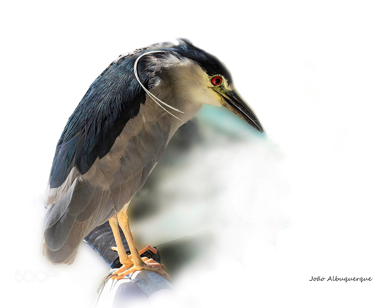 Nikon D5200 sample photo. Striated heron photography
