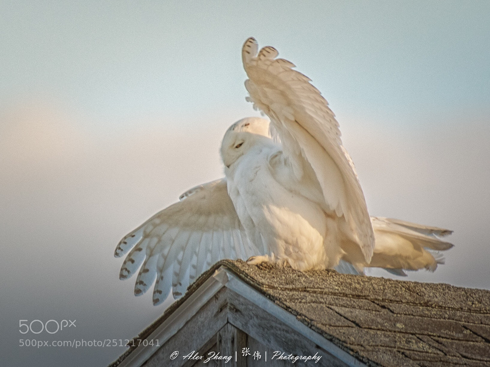 Nikon D500 sample photo. Snowy owl photography