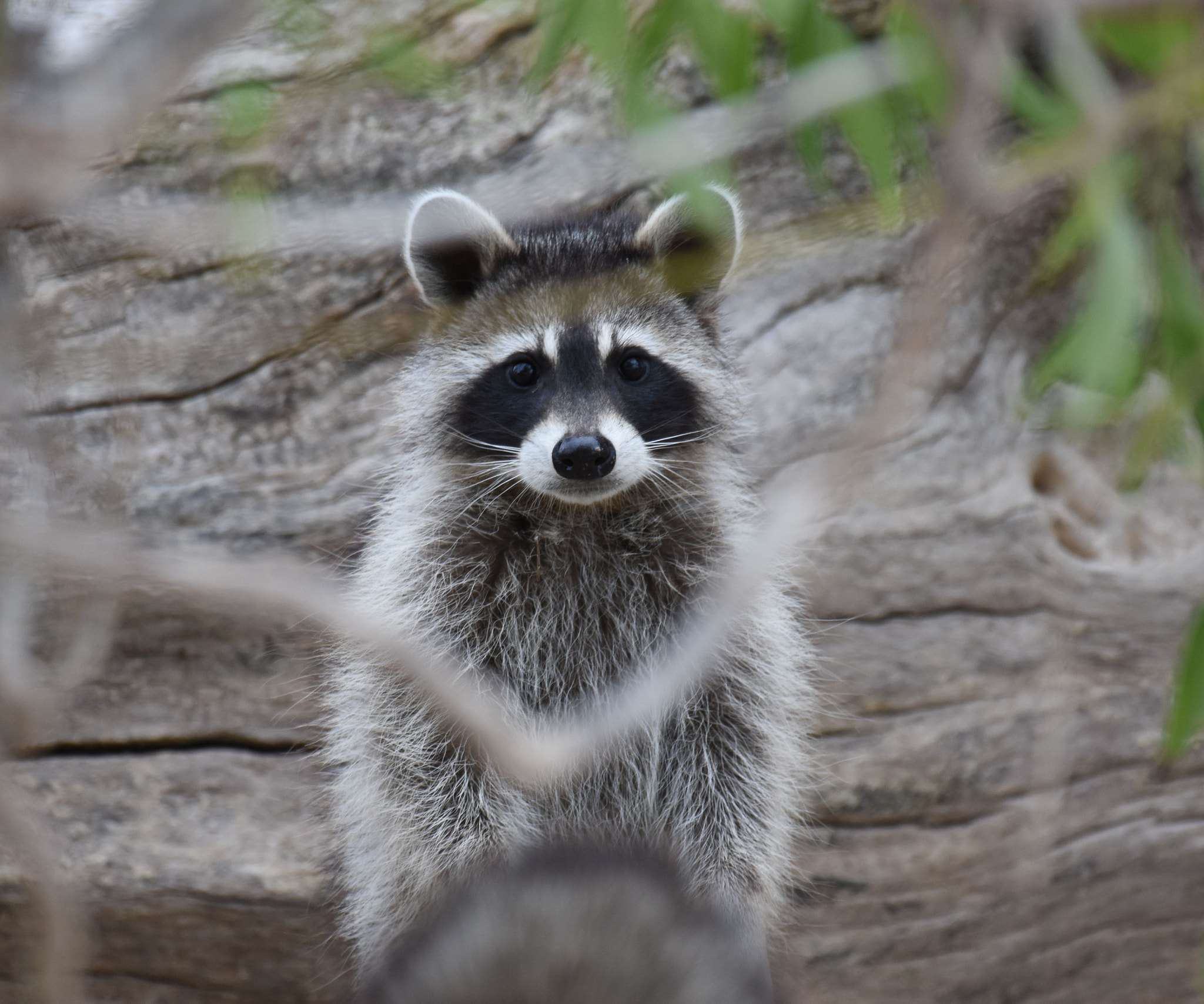 Nikon D7200 + Nikon AF-S Nikkor 200-500mm F5.6E ED VR sample photo. Moment with a trash panda photography